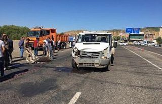 Bingöl’de aracın çarptığı 2 eşek telef oldu