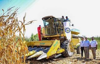 Bölgenin ilk mısır hasadı gerçekleşti