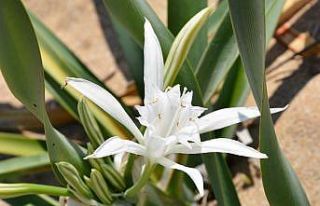 Bu bitkiyi koparana 60 bin TL ceza