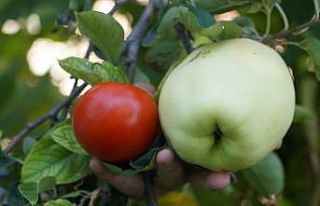 Bu meyvenin adını bilen yok