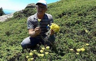Bu ot yılda sadece bir ay yetişiyor