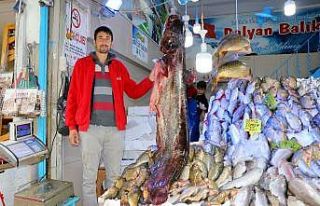 Bu senenin en büyük yayın balığı yakalandı