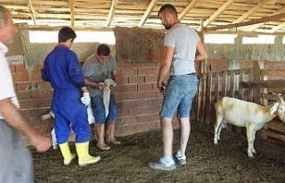 Burhaniye’de ağıl yangınında 42 keçi telef...