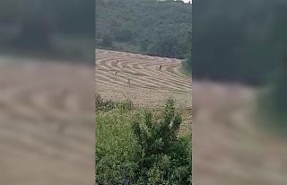 Bursa’da yıllar sonra bir vaşak kayda alındı