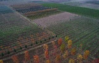 Büyükşehir, 125 hektar alanda yerli fidan üretiliyor