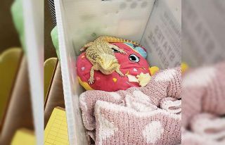 Canı sıkılan sakallı ejderi okula getirdi