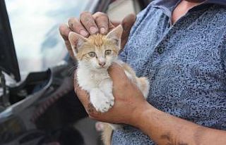 Çarşamba’da kedi kurtarma operasyonu
