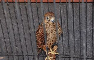 Çatıdan düşen yavru atmacayı aile hekimi tedavi...