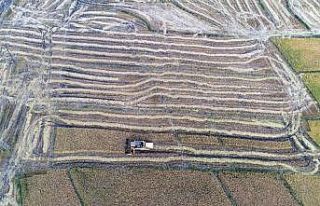 "Çeltik hasadı"nda hedef 350 ton