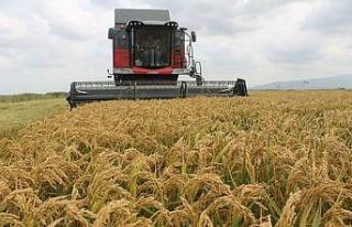Çeltikte hasat sürüyor