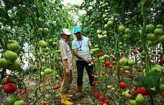 Çiftçilere yüzde 50 hibeli sera desteği