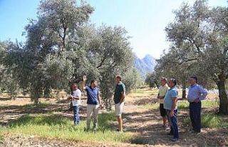Çiftçilere zeytincilik ve narenciye yetiştiriciliği...
