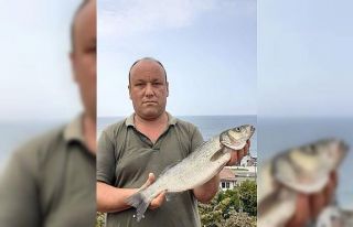 Çinekopa niyet levreğe kısmet