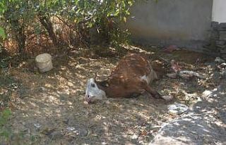 Çöp kenarında bir inek telef oldu