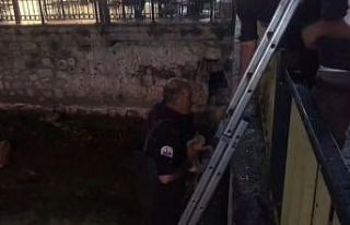 Çoruh nehrinde mazgalda mahsur kalan yavru kediye...