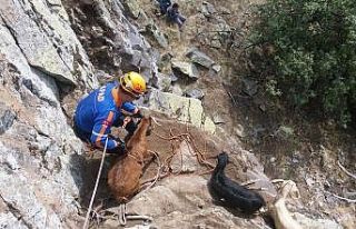 Dağda mahsur kalan 4 keçi kurtarıldı