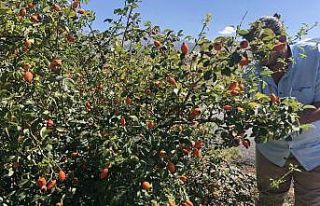 Dağlardan gelen lezzet kuşburnu geçim kaynağı...