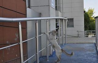 Davetsiz misafire tostçu şefkati