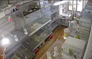 Depremde kuşların yaşadığı panik kamerada