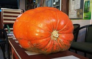 Dev bal kabakları Sarıgöl’de de yetiştirilecek