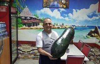 Dev salatalık görenleri şaşkına çeviriyor