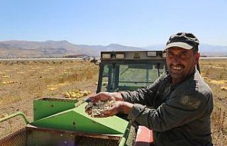 Develi’de Kabak Çekirdeği Hasadına Başlandı