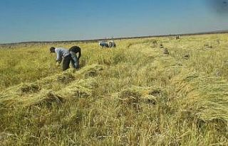 Diyarbakır’da pirinç hasadı başladı