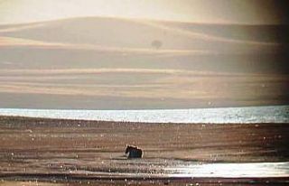 Doğa Koruma ekipleri bölgede ilk kez görülen yavru...