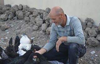 Doğal yaşamak için çiftlik kurdu