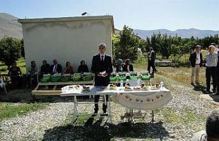 Doğanşehir’de elma hasat günü düzenlendi