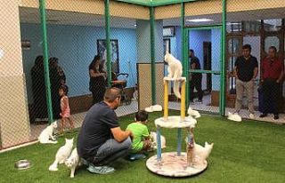 Dünyaca ünlü Van kedilerine ziyaretçi akını
