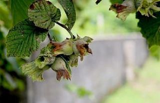 Düzce’den Avrupa’ya 4 bin 540 ton iç fındık...