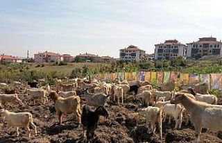 Ebru sanatçısından ilginç protesto; keçilere...