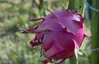 Ejder meyvesiyle tanışan üretici kazancını katladı