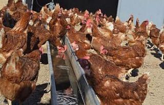 En fazla kümes hayvanı Manisa’da