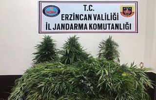 Erzincan’da 82 adet kök kenevir bitkisi ele geçirildi