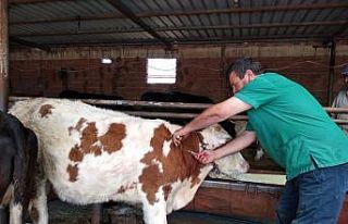 Eskişehir’de sonbahar dönemi Şap Aşılama Kampanyası...