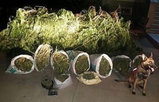 Evin gizli bölmesindeki uyuşturucuyu "Dora"...