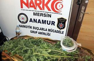Evinde esrarla yakalandı