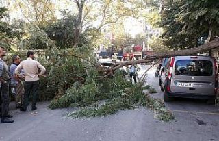 Fatih’te şiddetli rüzgardan ağaç otomobilin...