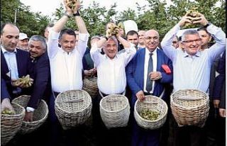 ‘Fındığın Başkenti’ sloganı tartışmaya...