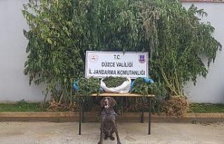 Fındık bahçesinde 8 kilogram esrar ile 58 kök...