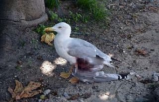 Gazeteci, yolda bulduğu yaralı martıyı kurtardı