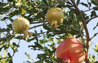 GTB, Oğuzeli narını tescilledi