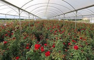 Gül bahçesinde yeşeren umutlar iki yaşında