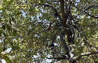 Gümüşhane’de son bir haftada 5 kişi ceviz ağacından...