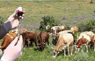 Güz dönemi şap aşılama kampanyası başladı