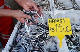 Hamsi yüzünü gösterdi