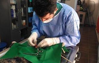 Hasta kedi operasyonla sağlığına kavuştu