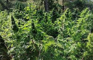 Hatay’da 15 bin kök Hint keneviri bitkisi ele geçirildi